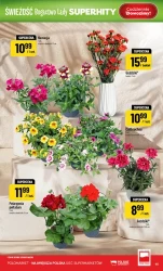 Bogactwo lady - POLOmarket