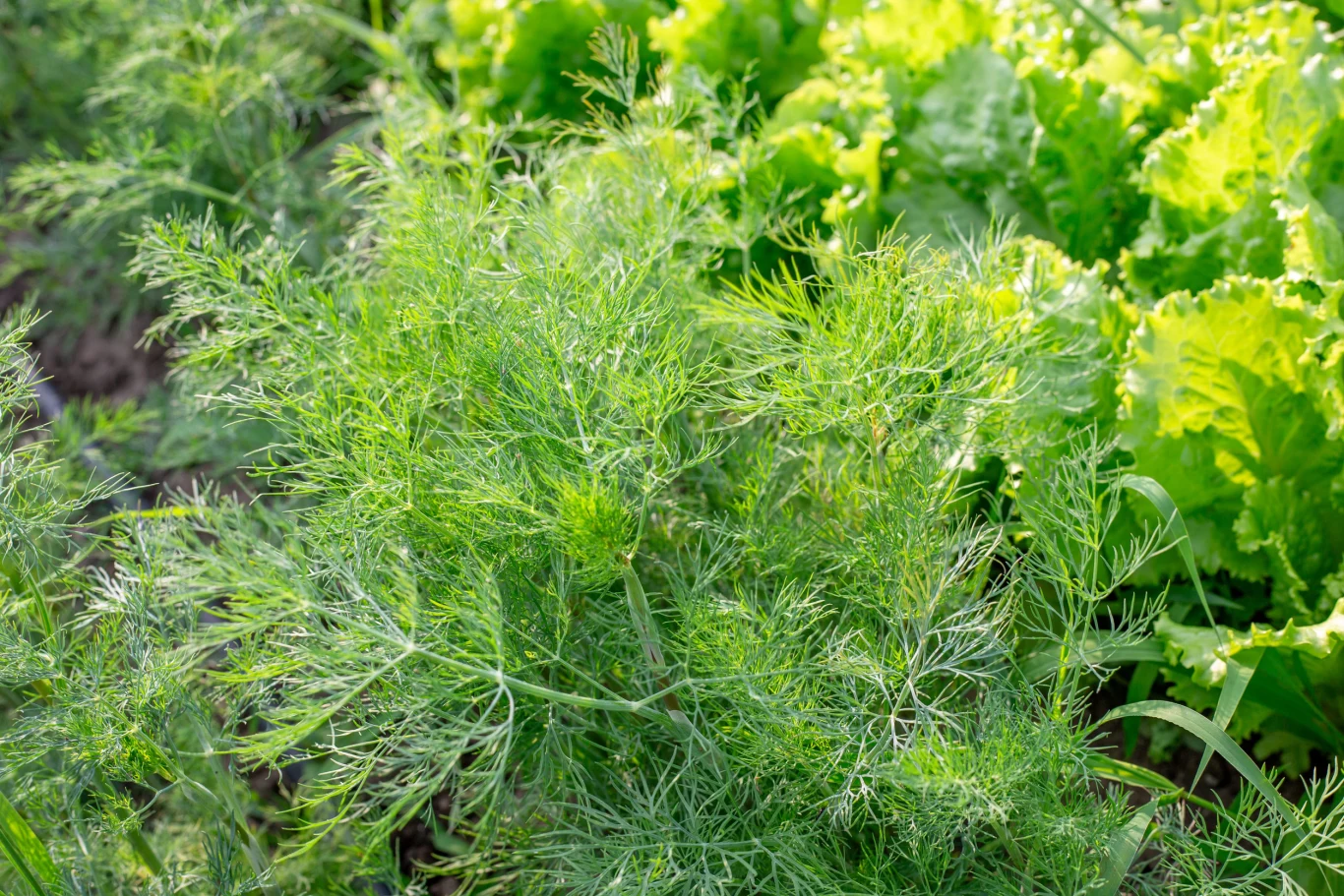Gęsty koper rosnący obok jasnozielonej sałaty na grządce ogrodowej, dominują świeże odcienie zieleni i zdrowe liście roślin.