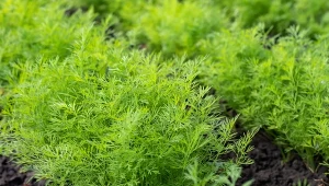 Jakie towarzystwo w ogrodzie lubi koperek?