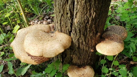 Już w kwietniu szukaj tego grzyba w lesie. Smażony smakuje palce lizać. / Wikipedia, Aatnet1