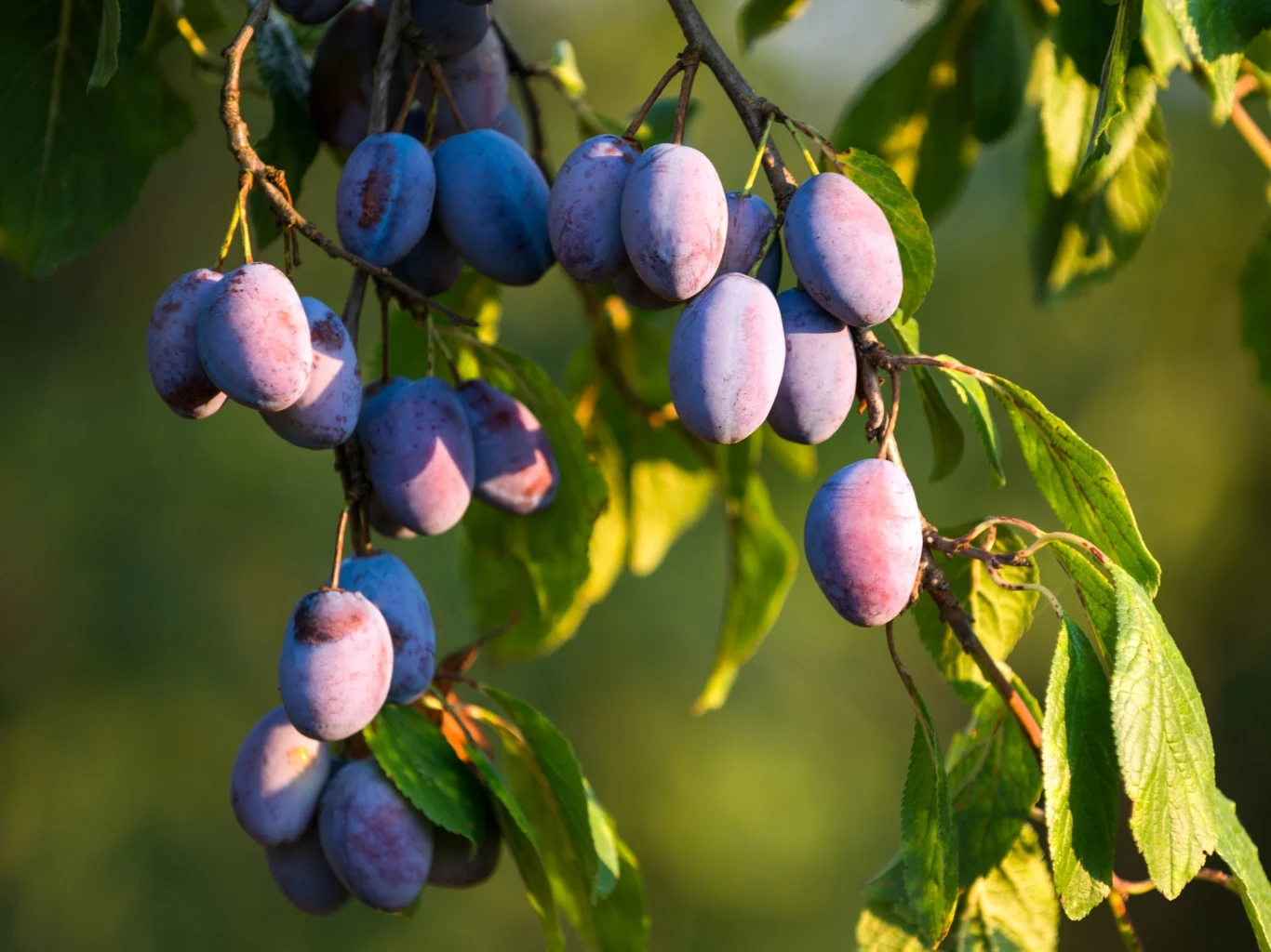 Dojrzałe, fioletowe śliwki zwisające w skupiskach na gałęzi drzewa, otoczone zielonymi liśćmi
