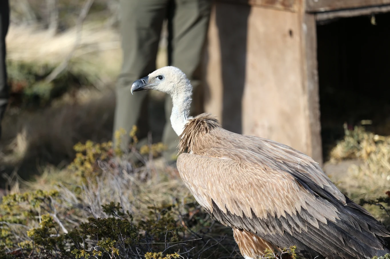 Bociany nie boją się sępów i chętnie podróżują wraz z nimi sęp brodaty o jasnej głowie i ciemnobrązowych piórach stoi na podłożu porośniętym niskimi krzewami, w tle widoczne są nogi człowieka oraz fragment drewnianej konstrukcji