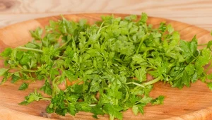 Trybula ogrodowa to świetny dodatek do zup czy sosów