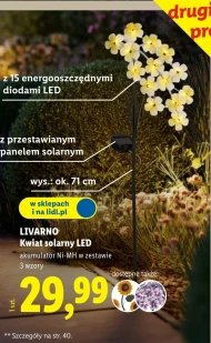 Квітка Livarno