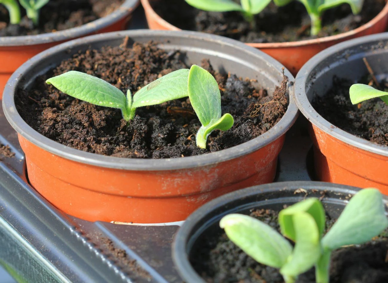 młode zielone siewki wyrastające z ciemnej ziemi w małych, okrągłych doniczkach ustawionych obok siebie