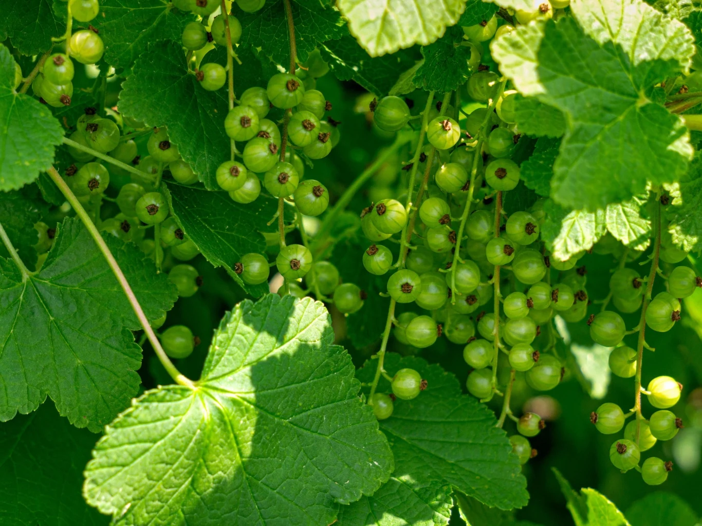 Mikoryzę warto stosować nie tylko do porzeczek. Niedojrzałe owoce porzeczki w gronach na krzewie pośród dużych zielonych liści