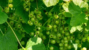 Wystarczy raz sypnąć. Porzeczki z roku na rok będą coraz słodsze