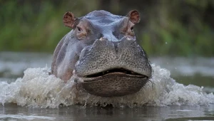 Hipopotamy są w Kolumbii gatunkiem inwazyjnym. Sprowadził je Pablo Escobar