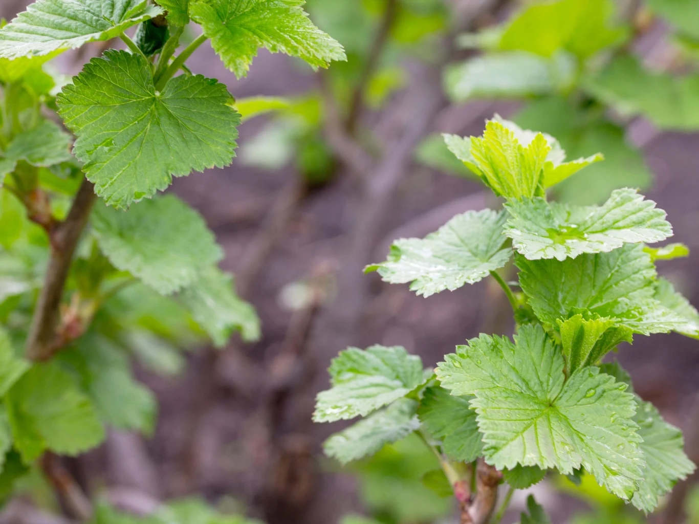 Kwiecień to dobry czas na zastosowanie mikoryzy do porzeczek i innych krzewów owocowych. liście porzeczki na zielonych gałązkach, ostre krawędzie liści oraz świeżość i zdrowy wygląd rośliny