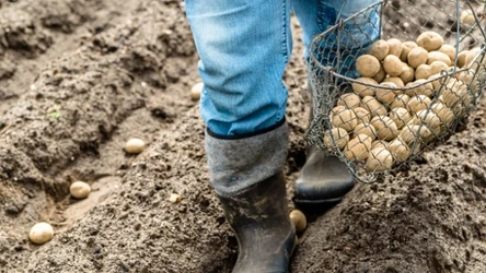 Kiedy sadzić ziemniaki? Najlepszy termin zbliża się wielkimi krokami. 