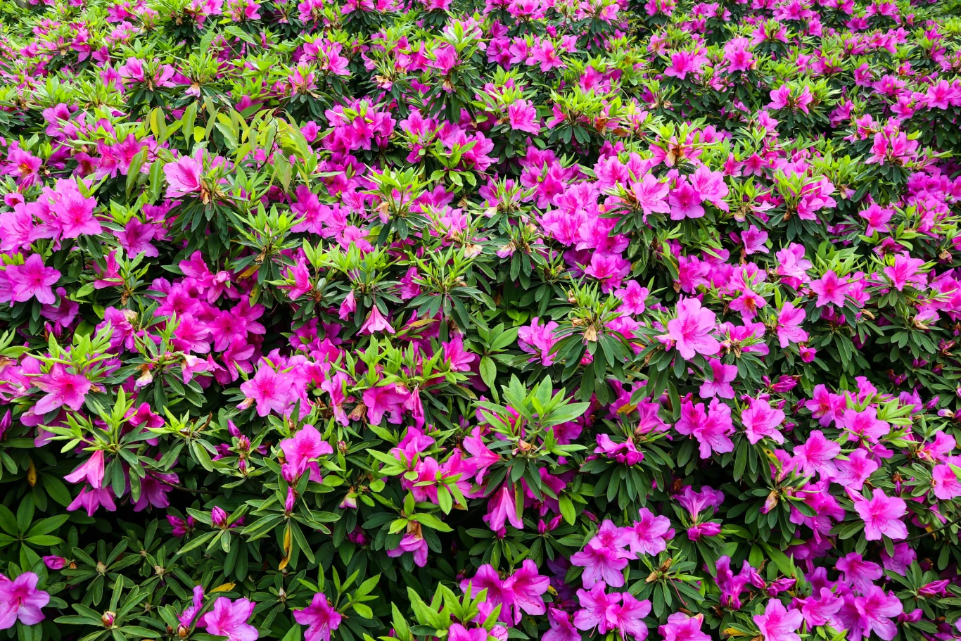 Gęste krzewy rododendronów obsypane intensywnie różowymi kwiatami, otoczone błyszczącymi, ciemnozielonymi liśćmi.