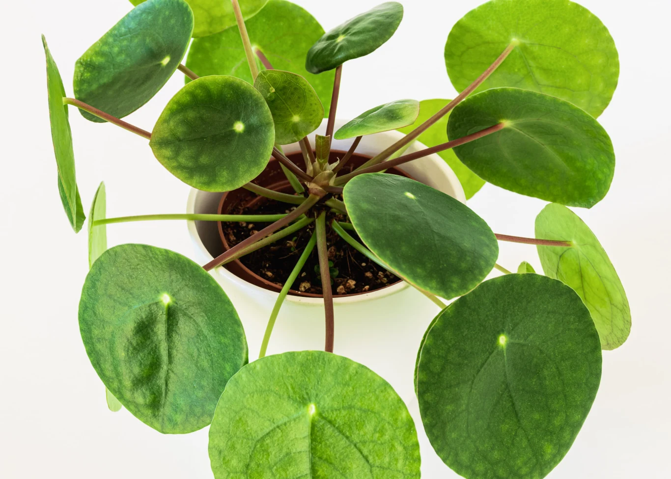 Pilea peperomioides z charakterystycznymi okrągłymi, zielonymi liśćmi wyrastającymi na długich, cienkich łodygach, osadzona w białej doniczce na jasnym tle.
