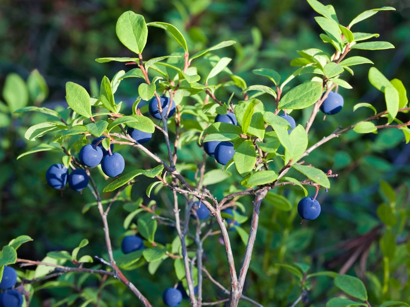 Odpowiedni oprysk w kwietniu sprawdzi, że borówki amerykańskie będą owocować jak marzenie krzew z licznymi zielonymi liśćmi i granatowymi, okrągłymi owocami rosnącymi na cienkich gałązkach
