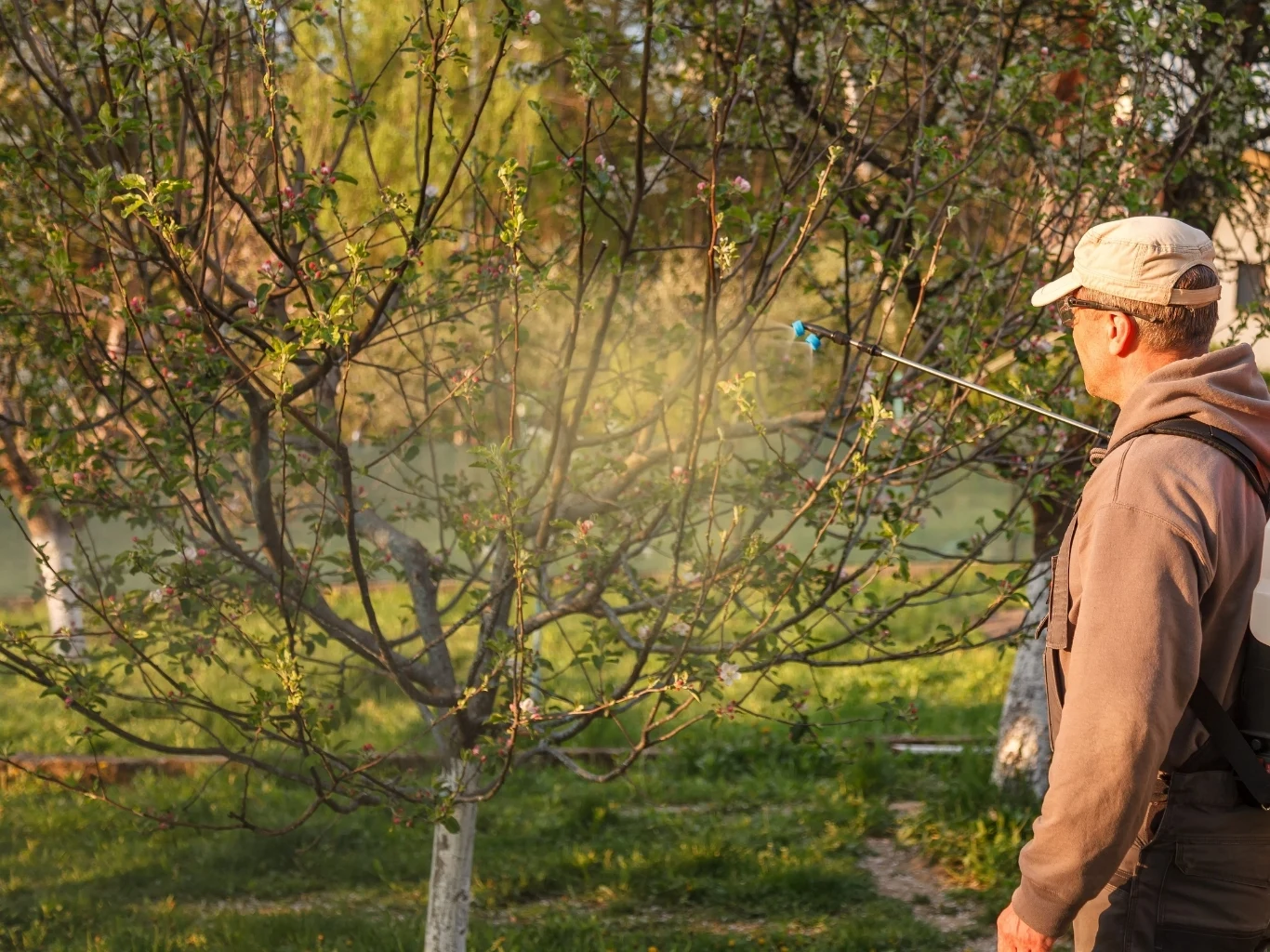 Jakie opryski należy wykonać w kwietniu w swoim sadzie? Mężczyzna opryskuje drzewka owocowe w sadzie opryskiwaczem plecakowym wśród wiosennej zieleni.