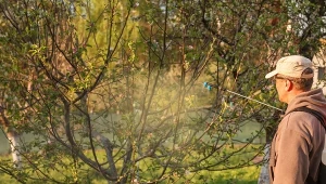 Spryskaj jabłoń, zanim zakwitnie. Dorodne owoce masz jak w banku