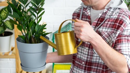 Domowa odżywka do zamiokulkasa może sprawić, że będzie on jeszcze bujniej rósł. Przygotujesz ją z popularnej rośliny strączkowej.