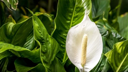 Warto wiedzieć, że nie w każdej ziemi uprawa skrzydłokwiatu będzie tak samo udana
