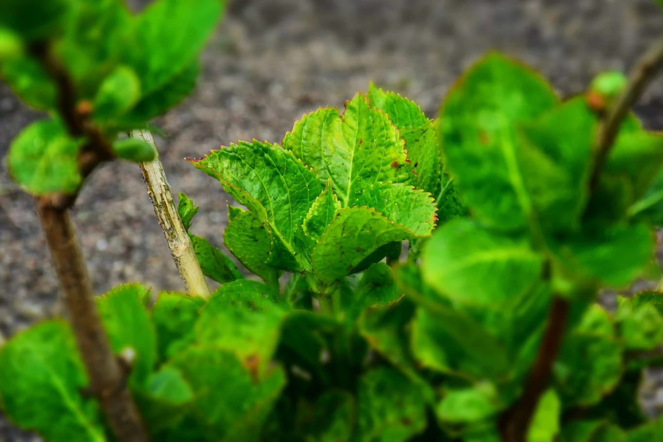 Pierwsze nawożenie hortensji wykonuje się wiosną, gdy hortensja rusza z wegetacją. Soczyste, zielone liście hortensji w wiosennym ogrodzie