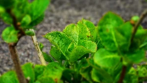 Jeden składnik, a jaki efekt. W nawożeniu hortensji pamiętaj o tej zasadzie
