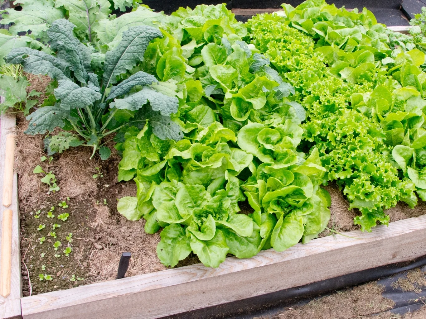 Glebę z zeszłorocznej uprawy można łatwo zregenerować obornikiem i nawozem Rządki sałaty i jarmużu rosnące na podwyższonym grządce warzywnej, zdrowe, zielone liście pokrywające ziemię.