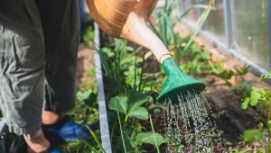 Gleba jak nowa po jednym zabiegu. Ocal swoje warzywa w donicach