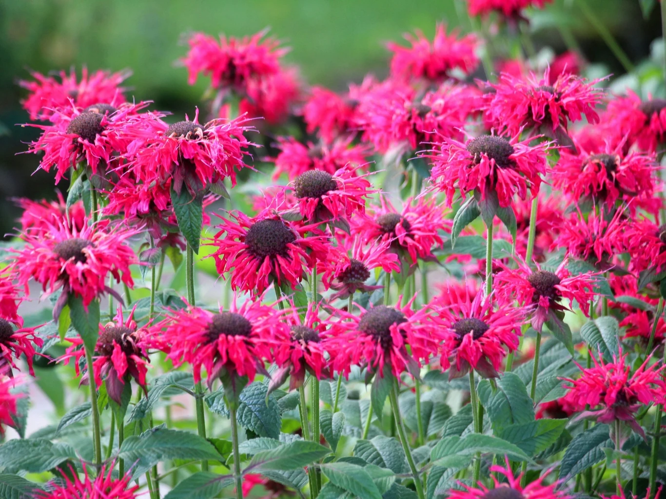 Pysznogłówka długo kwitnie i naturalnie odstrasza kleszcze. Jak ją uprawiać? gęsta kępa intensywnie różowych kwiatów pysznogłówki