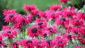 Kwitnie bez końca i pachnie jak cytrusy. Kleszcze jej nie znoszą