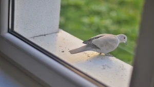 Co oznaczają poszczególne ptaki w ezoteryce?