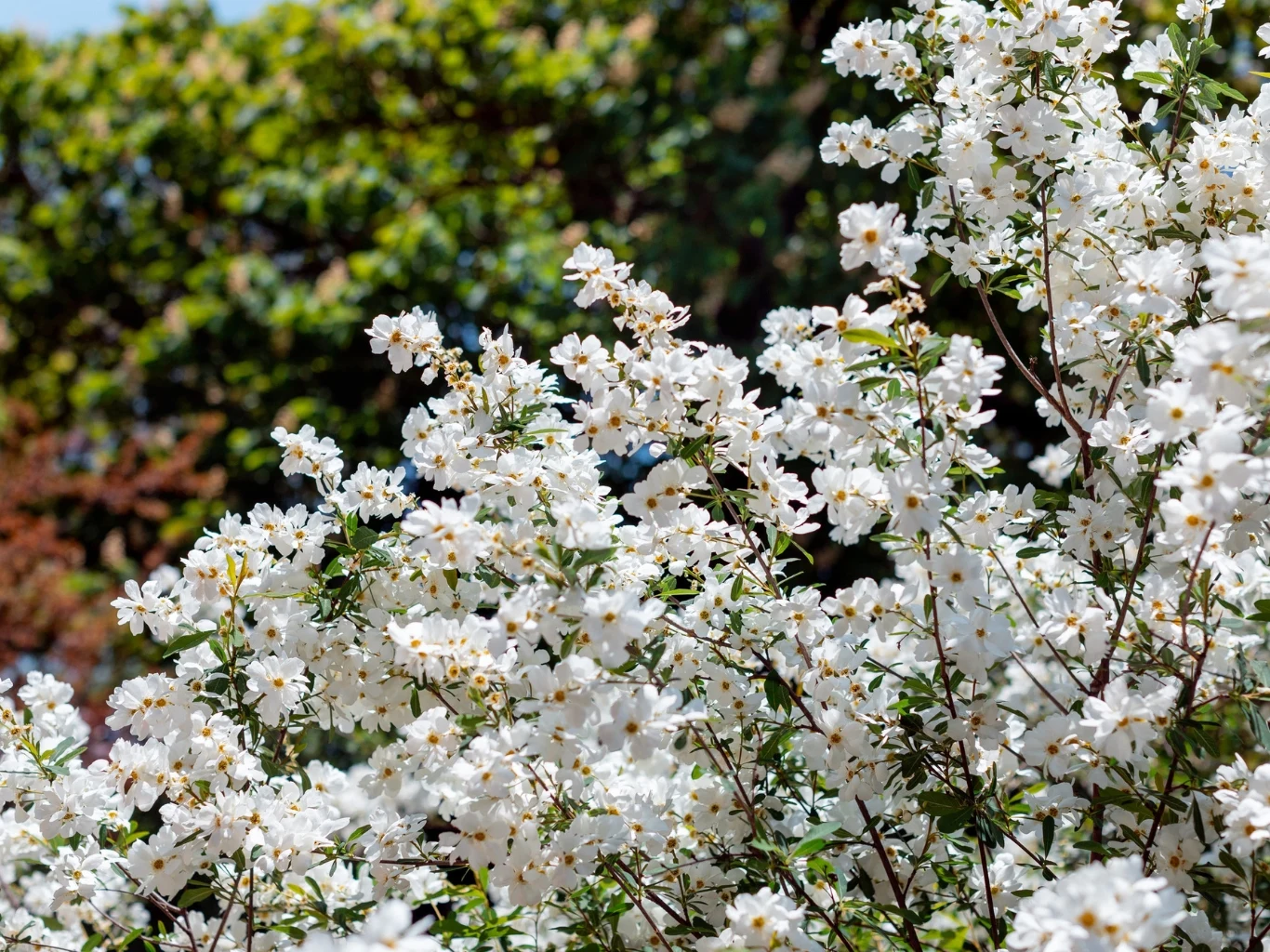 Wyjaśniamy, jak uprawiać obielę mieszańcową. Gałęzie obieli mieszańcowej z białymi kwiatami.