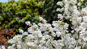 Wygląda delikatnie, ale to żelazny krzew. Lepszy niż hortensja 