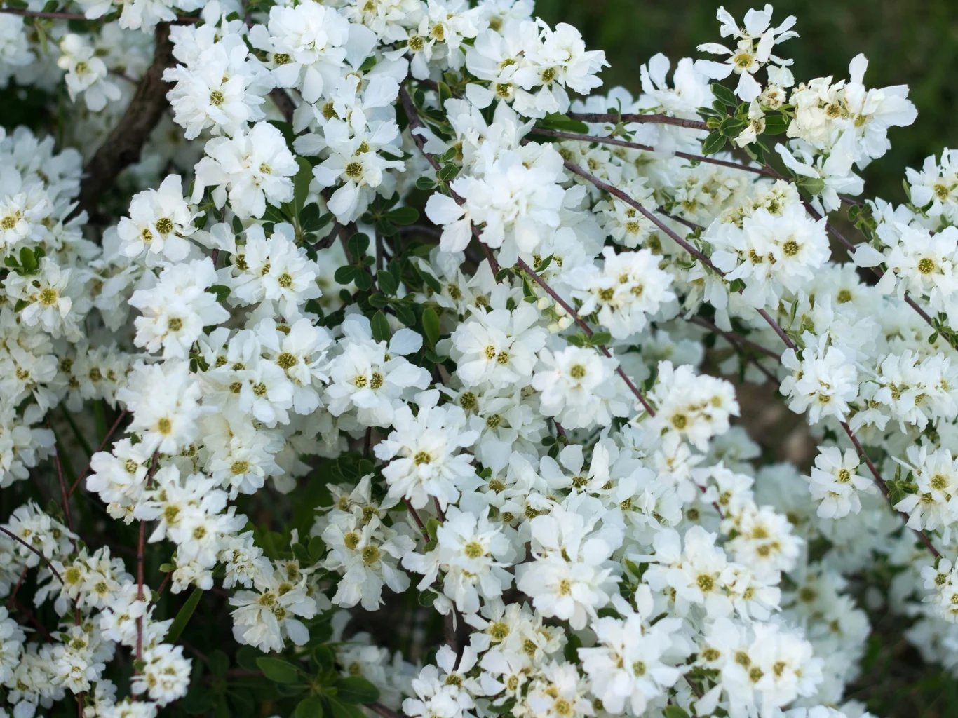 Obiela mieszańcowa nie ma wygórowanych wymagań. gęste gałązki obieli pokryte drobnymi, białymi kwiatami z żółtymi środkami, tworzące puszystą i zwartą kaskadę na tle zielonych liści