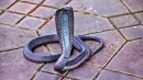 Kobra egipska nazywana jest wężem Kleopatry i łączona ze śmiercią egipskiej królowej