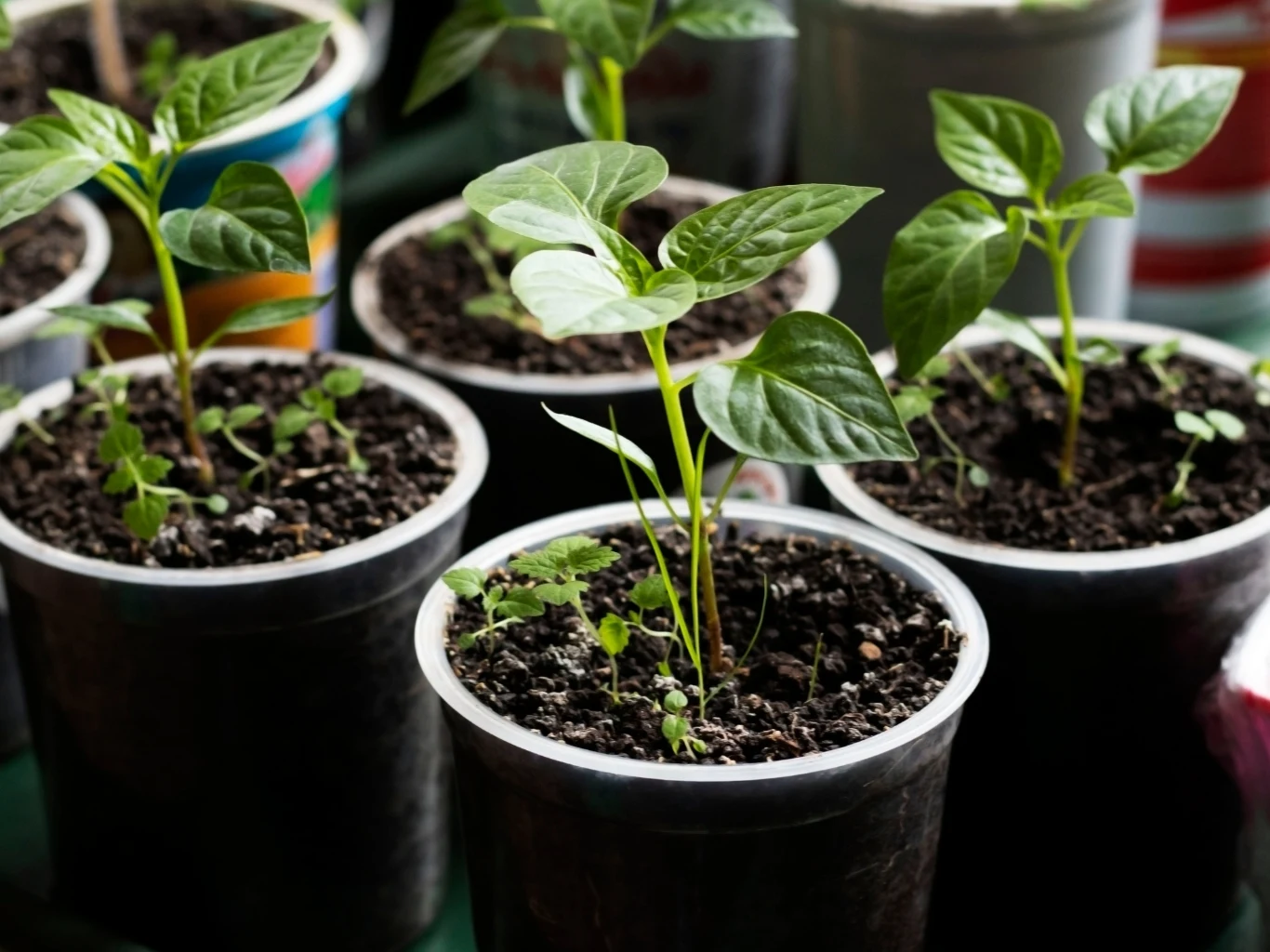 zielone sadzonki roślin rosnące w plastikowych doniczkach wypełnionych ziemią, wyeksponowane młode liście i łodygi, widoczne świeże pędy