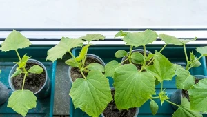 Pokrój, dodaj wodę i podlewaj ogórki. Wystrzelą w górę jak po deszczu