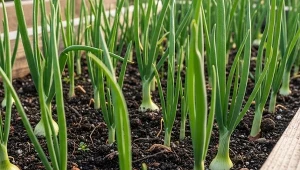 Gleba jak nowa po jednym zabiegu. Ocal swoje warzywa w skrzyniach