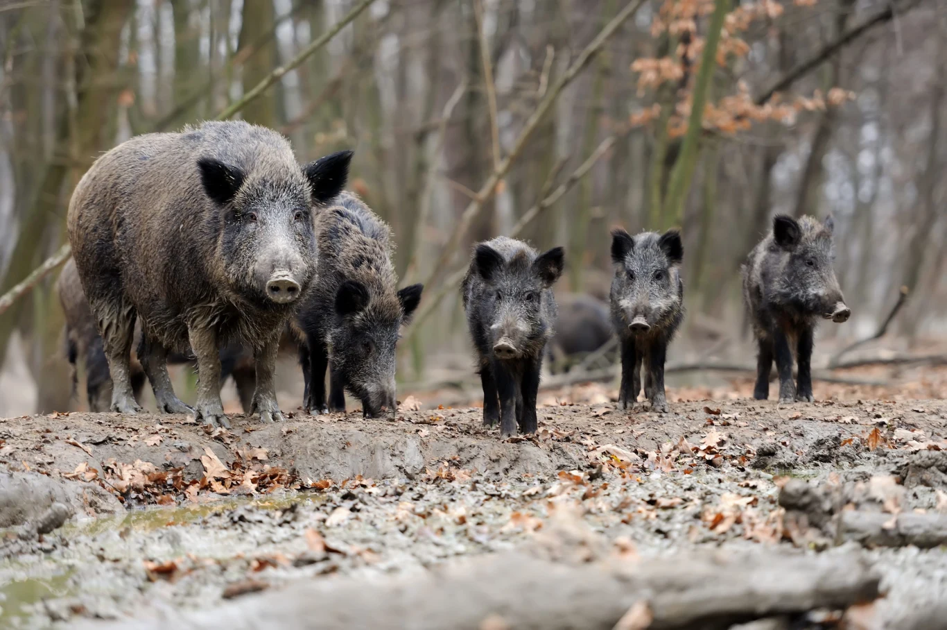 W miastach przybywa dzików. Winę ponoszą mieszkańcy, którzy nie dbają o porządek