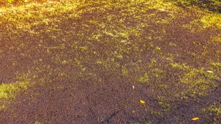 Wysiałeś trawę, a ona nie wschodzi? Pewnie popełniłeś ten błąd