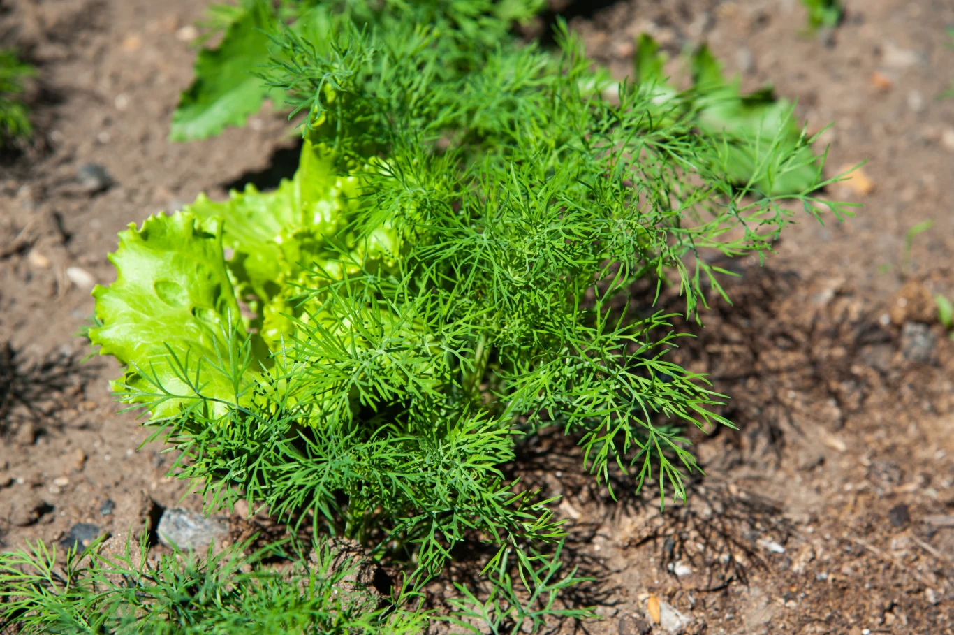 Jakie towarzystwo w ogrodzie lubi koperek? Sałata oraz koperek rosnące obok siebie na ogrodowej grządce, otoczone suchą, ziemistą glebą.
