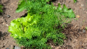 Chcesz mieć koper jak las? Posadź obok jednej rośliny, zapomnisz o mszycach