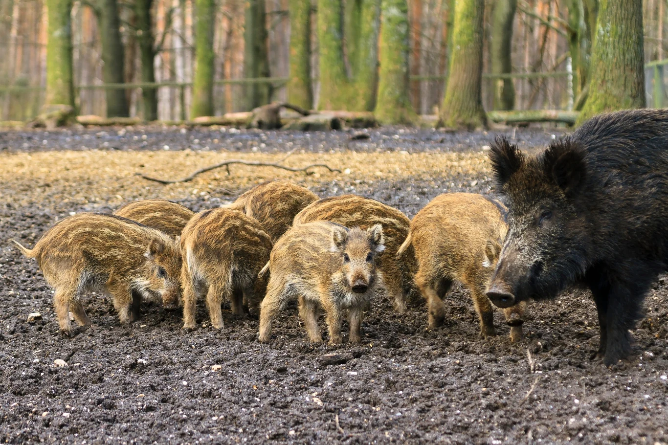 Dziki coraz częściej wchodzą z lasów do miast. Tu rodzina dzików w Holandii