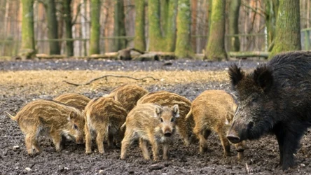 Dziki coraz częściej wchodzą z lasów do miast. Tu rodzina dzików w Holandii