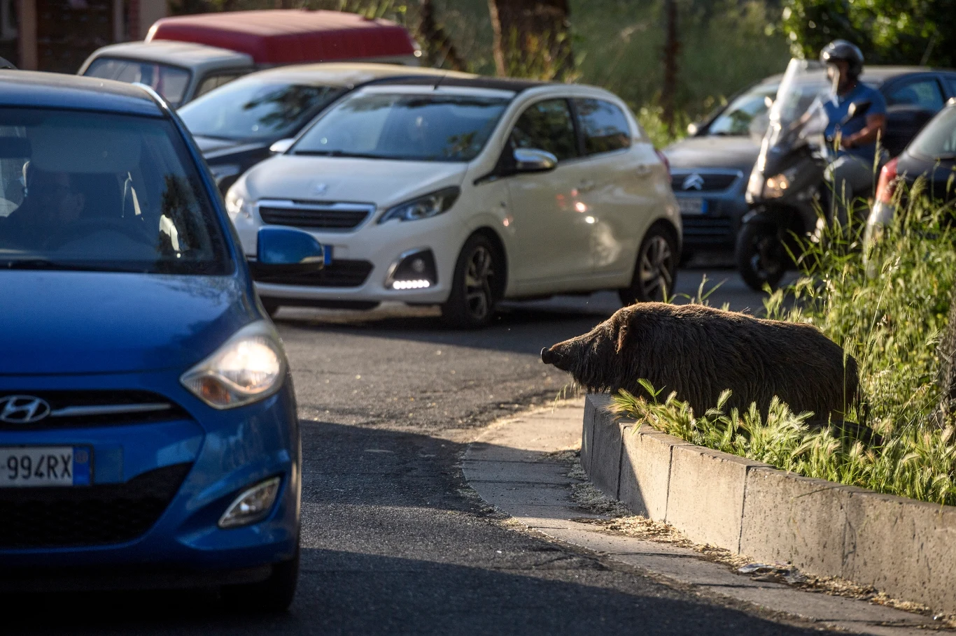 Dziki przystosowały się do życia w miastach dzik próbujący przekroczyć ruchliwą ulicę między samochodami i motocyklem, otoczony miejską infrastrukturą i roślinnością przy krawężniku