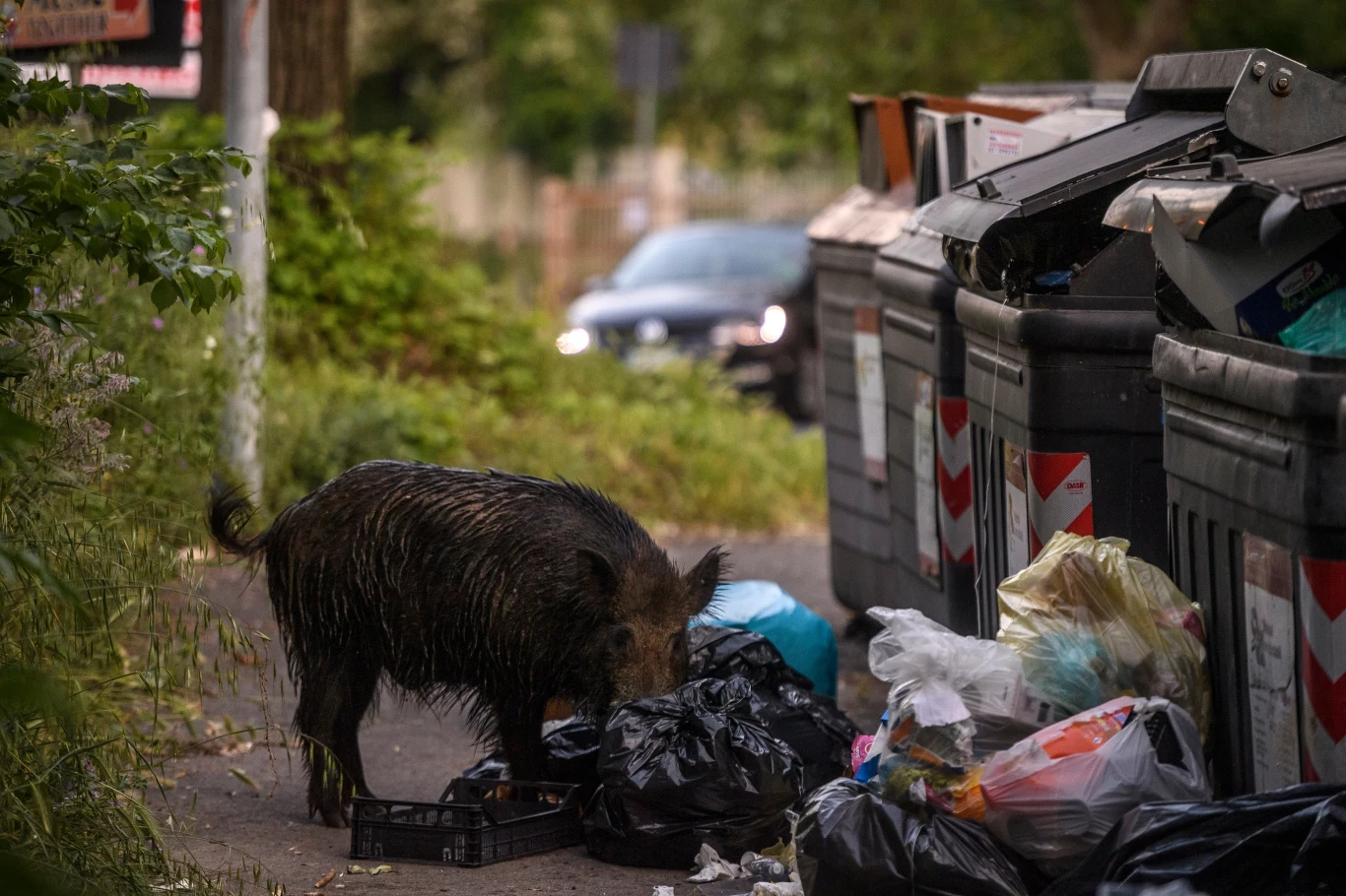 Dziki często żerują na miejskich śmietnikach dzik przeszukuje worki ze śmieciami rozrzucone wokół pojemników na odpady, w tle widoczne zaparkowane auto i zieleń