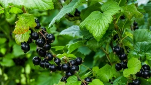 Słodkie, duże owoce bez nawozów sztucznych. Jak stosować mikoryzę do porzeczek i innych krzewów owocowych? 