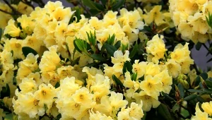 Najpiękniejszy krzew na wiosnę. Kwitnie tak obficie, że nie widać liści