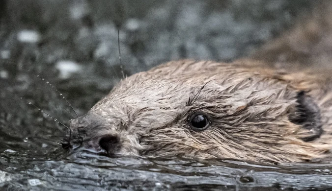 Bobry wróciły na wiele terenów Wysp Brytyjskich