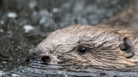 Bobry wróciły na wiele terenów Wysp Brytyjskich