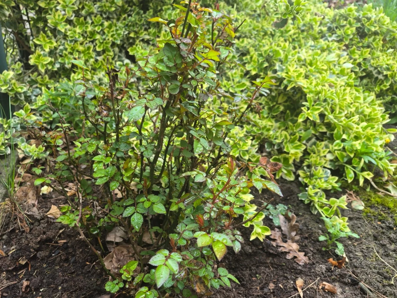 Jak uratować sczerniałe po przymrozkach róże? Mały krzew róży z zielonymi liśćmi na wilgotnej glebie pośród gęstych, jasnozielonych i kremowych krzewów