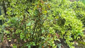 Jak uratować sczerniałe po przymrozkach róże?