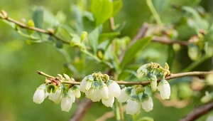 Nie przeocz u borówki. Latem zbierzesz wiadra słodziutkich owoców